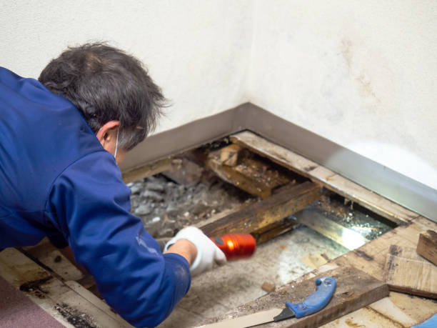 Best Mold Damage Repair  in Waseca, MN