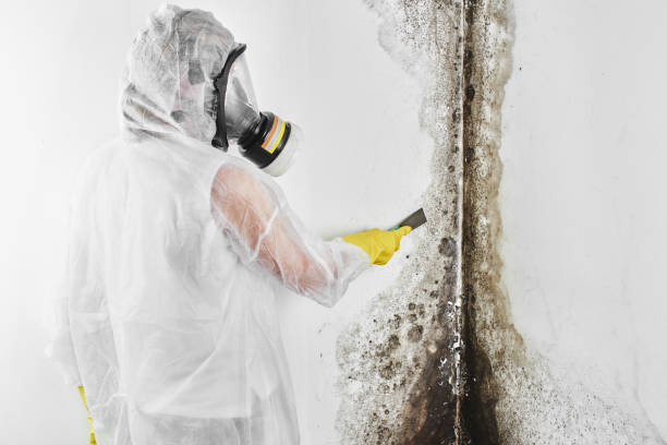 Best Mold Removal Process  in Waseca, MN