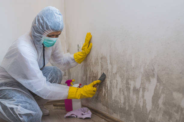 Best Certified Mold Removal  in Waseca, MN