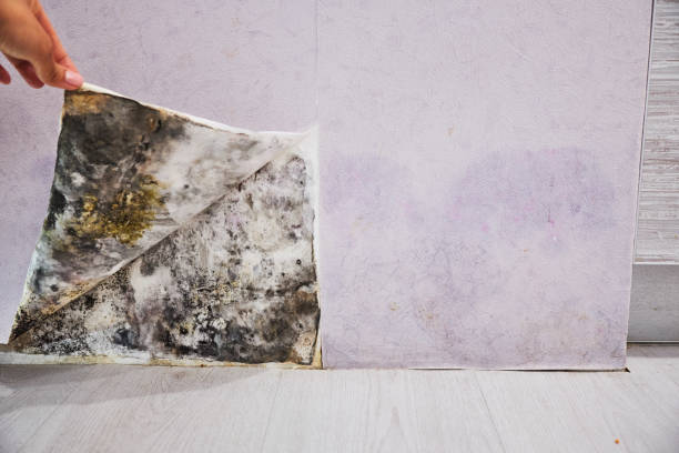 Best Home Mold Removal  in Waseca, MN